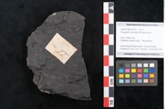 Foto (Objekt + Etikett) von Equisetum microdon Ettingshausen (NHMW-GEO-2024-0188-10278)